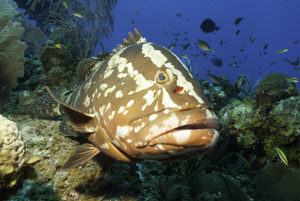 Grouper